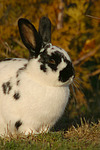 kleintierfotos kaninchen_-_rassekaninchen