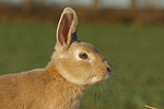 kleintierfotos kaninchen_-_zwergkaninchen