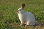 kleintierfotos kaninchen_-_zwergkaninchen