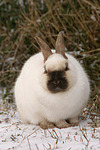 kleintierfotos kaninchen_-_zwergkaninchen