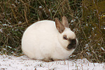 kleintierfotos kaninchen_-_zwergkaninchen