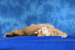 katzenfotos norwegische_waldkatze