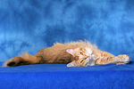 katzenfotos norwegische_waldkatze