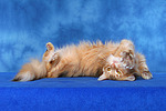 katzenfotos norwegische_waldkatze