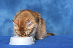 katzenfotos norwegische_waldkatze