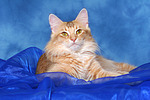 katzenfotos norwegische_waldkatze
