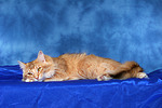 katzenfotos norwegische_waldkatze