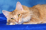 katzenfotos norwegische_waldkatze