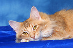 katzenfotos norwegische_waldkatze