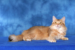 katzenfotos norwegische_waldkatze