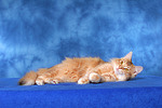 katzenfotos norwegische_waldkatze