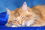 katzenfotos norwegische_waldkatze