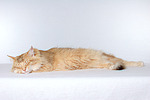 katzenfotos norwegische_waldkatze