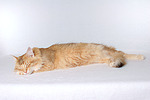 katzenfotos norwegische_waldkatze