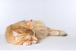 katzenfotos norwegische_waldkatze
