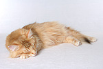 katzenfotos norwegische_waldkatze