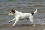 hundefotos parson_russell_terrier