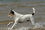 hundefotos parson_russell_terrier