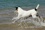hundefotos parson_russell_terrier