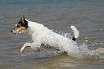 hundefotos parson_russell_terrier