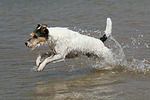 hundefotos parson_russell_terrier