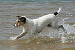 hundefotos parson_russell_terrier