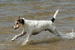 hundefotos parson_russell_terrier