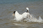 hundefotos parson_russell_terrier