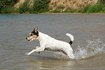 hundefotos parson_russell_terrier