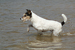 hundefotos parson_russell_terrier