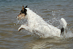 hundefotos parson_russell_terrier