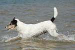 hundefotos parson_russell_terrier