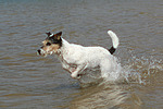 hundefotos parson_russell_terrier