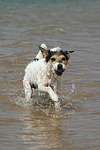 hundefotos parson_russell_terrier