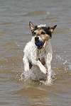 hundefotos parson_russell_terrier