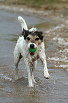 hundefotos parson_russell_terrier