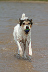 hundefotos parson_russell_terrier
