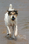 hundefotos parson_russell_terrier