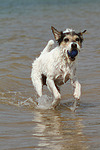 hundefotos parson_russell_terrier