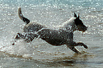 hundefotos parson_russell_terrier