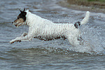 hundefotos parson_russell_terrier