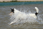 hundefotos parson_russell_terrier
