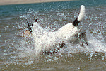hundefotos parson_russell_terrier