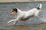 hundefotos parson_russell_terrier
