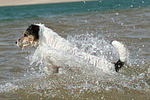 hundefotos parson_russell_terrier