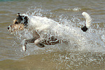 hundefotos parson_russell_terrier