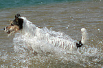 hundefotos parson_russell_terrier