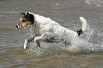 hundefotos parson_russell_terrier