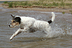 hundefotos parson_russell_terrier