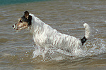 hundefotos parson_russell_terrier